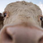 download-34-300×160