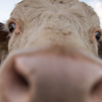 download-34-341×395