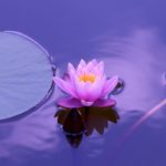 cropped-lotus_natural_water_meditation_zen_yoga_yoga_meditation_spirituality-652397.jpgd_