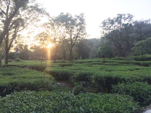 Kangara Valley Tea – A Panacea of COVID-19 | Indian Politics