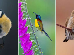 Some Stunning Bird Photos That Showcase Nature’s Most Magical Moments